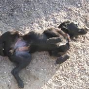 Blanding af racer Buller