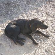 Blanding af racer Buller