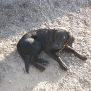 Blanding af racer Buller