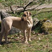 Dogo canario Cleopetra