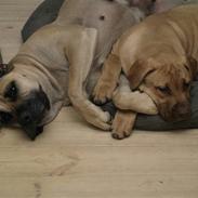 Dogo canario Cleopetra