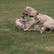 Dogo canario Cleopetra