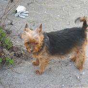 Yorkshire terrier Lady