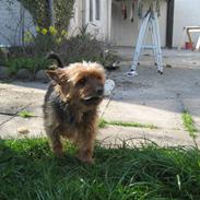 Yorkshire terrier Lady