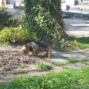 Yorkshire terrier Lady