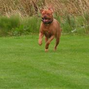 Dogue de bordeaux Bordeaux