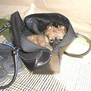 Blanding af racer Gizmo