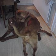 Dogue de bordeaux Bordeaux