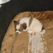 Blanding af racer cavalier og tippetansk sp