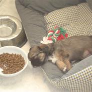 Blanding af racer cavalier og tippetansk sp