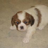 Blanding af racer cavalier og tippetansk sp