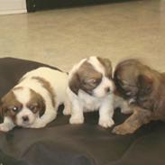 Blanding af racer cavalier og tippetansk sp