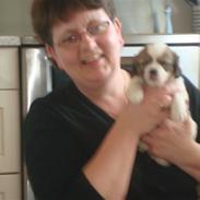 Blanding af racer cavalier og tippetansk sp