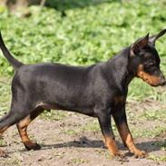 Dvaergpinscher Yogi