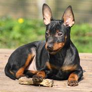 Dvaergpinscher Yogi