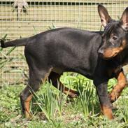 Dvaergpinscher Yogi