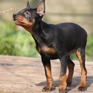 Dvaergpinscher Yogi