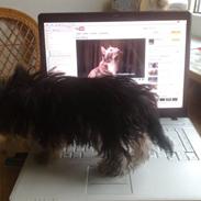 Yorkshire terrier Cookie