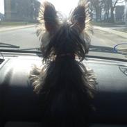 Yorkshire terrier Cookie