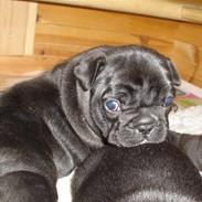 Fransk bulldog Bullinium's Jackpot