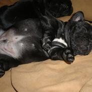 Fransk bulldog Bullinium's Jackpot