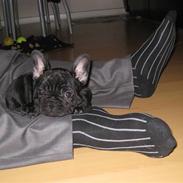 Fransk bulldog Bullinium's Jackpot