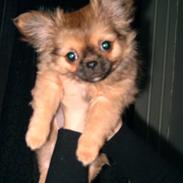 Blanding af racer Gizmo jr.