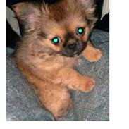 Blanding af racer Gizmo jr.