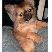 Blanding af racer Gizmo jr.