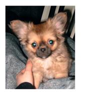 Blanding af racer Gizmo jr.