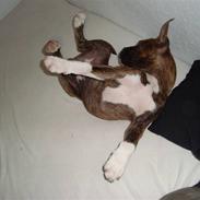 Amerikansk bulldog Luna RIP 2009-2011