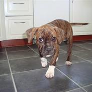 Amerikansk bulldog Luna RIP 2009-2011