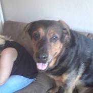 Blanding af racer Dina * aflivet :'(