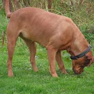 Dogue de bordeaux Bordeaux