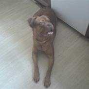 Dogue de bordeaux Bordeaux