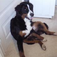 Berner sennenhund Minnie