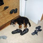 Berner sennenhund Minnie