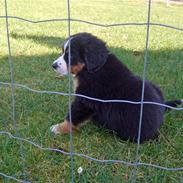 Berner sennenhund Minnie