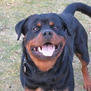 Rottweiler Rocky (Jondia`s Dosty)