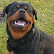 Rottweiler Rocky (Jondia`s Dosty)