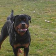 Rottweiler Rocky (Jondia`s Dosty)