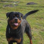 Rottweiler Rocky (Jondia`s Dosty)