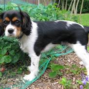 Cavalier king charles spaniel *MILO*