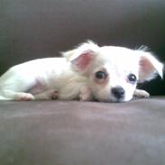 Chihuahua Cookie