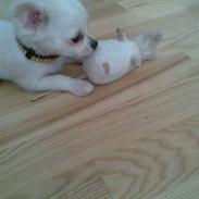 Chihuahua Cookie