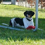 Dansk svensk gaardhund Perle