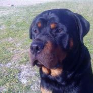 Rottweiler Rico<3