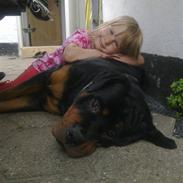 Rottweiler Rico<3