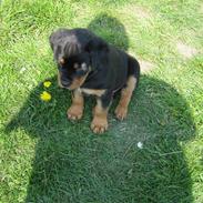 Rottweiler Rico<3