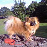 Blanding af racer sussi